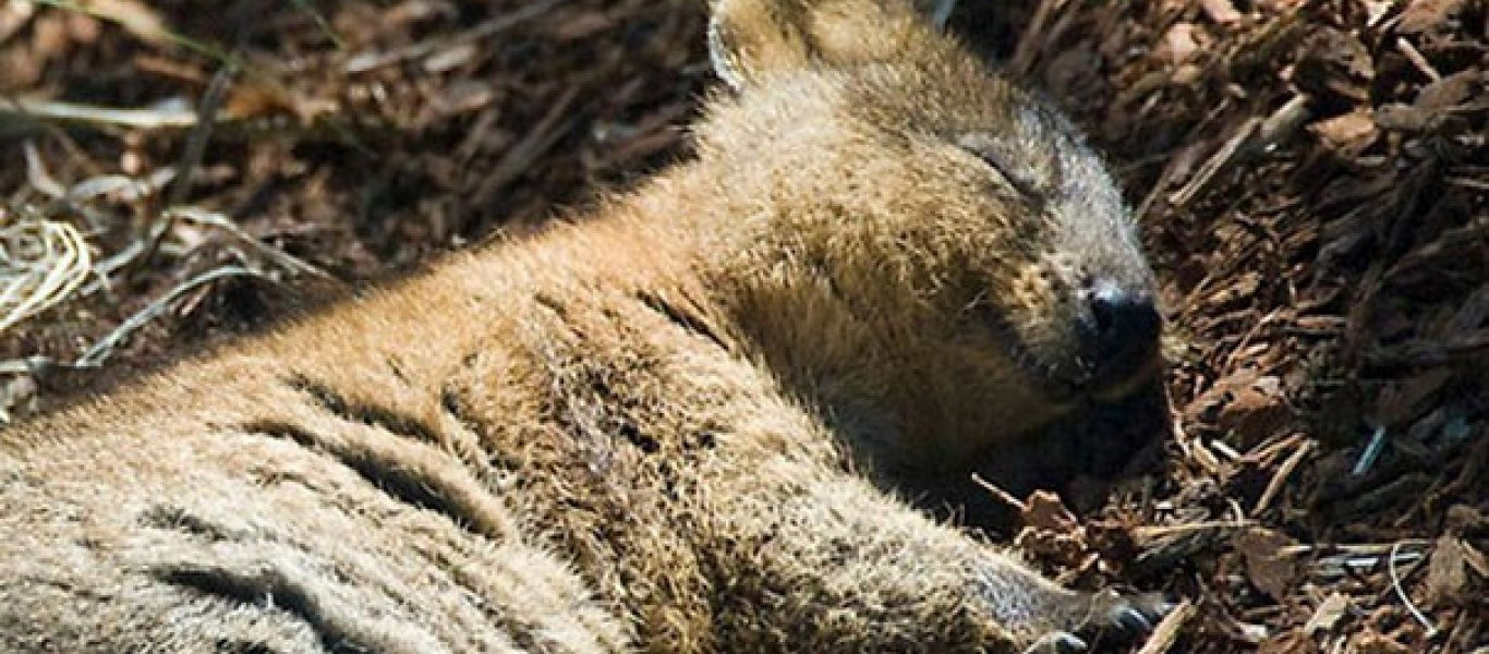 Quokka: Το πιο χαμογελαστό ζώο στον κόσμο (φωτό, βίντεο)